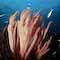 Whip Coral